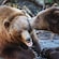 A bear appears to kiss another bear
